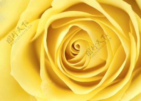 黄玫瑰特写图片