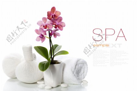 毛巾花朵SPA主题图片