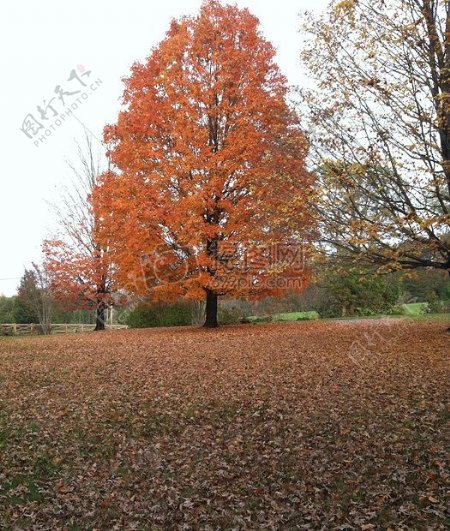 深秋中枯黄的树叶