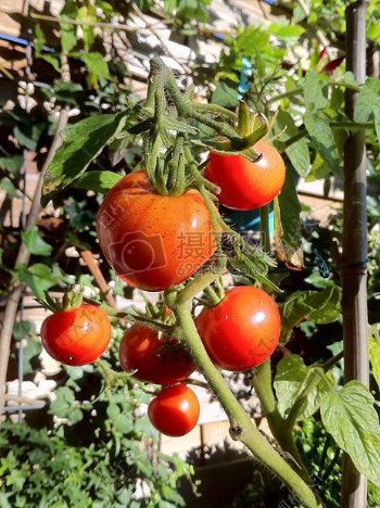 布什西红柿