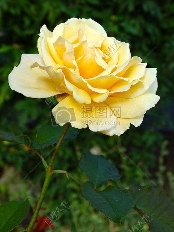 美丽的黄色玫瑰