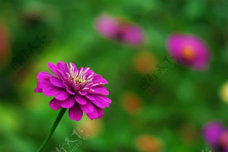 美丽的紫色波斯菊图片