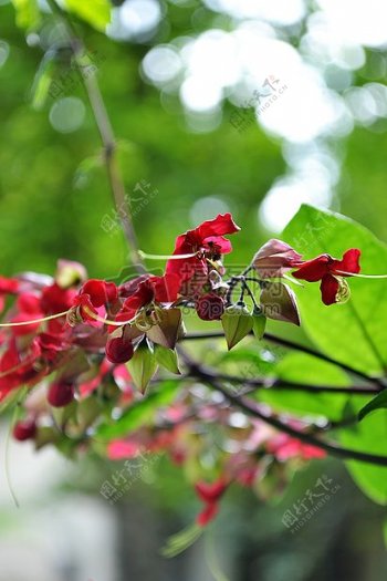 鲜花