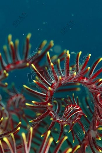 美丽的海底生物