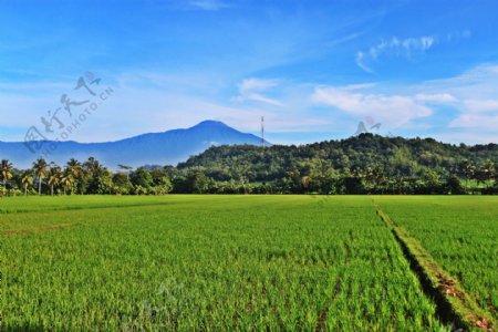 高清绿色稻田风景图片