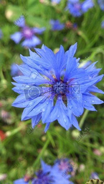 特写的蓝色花卉