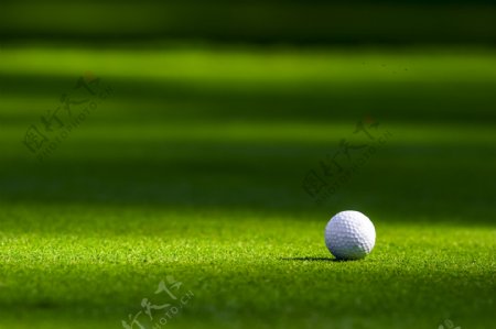草地上的高尔夫球写真