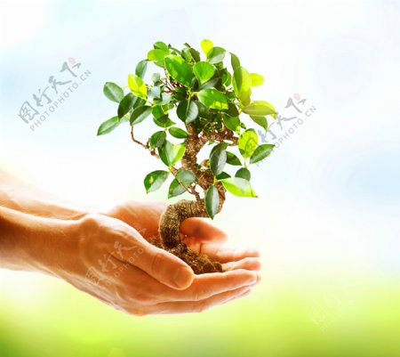 双手捧着的绿色植物图片