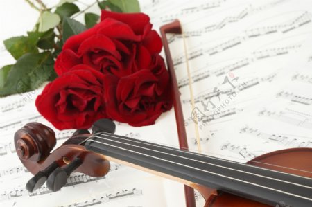 浪漫玫瑰花与小提琴图片