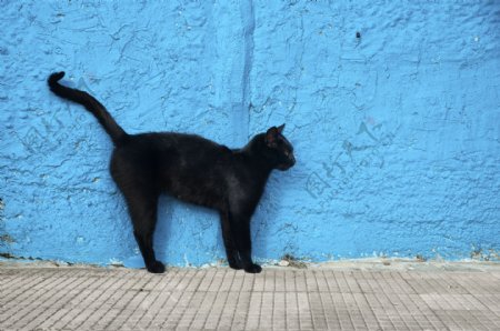 蓝色墙壁与黑色小猫