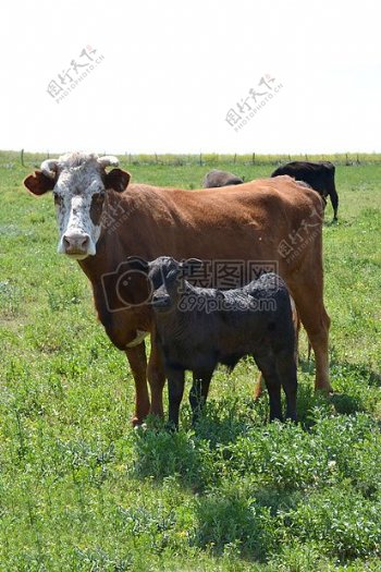 母牛与小牛