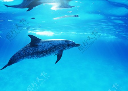 海洋动物鲸鱼海中鲸