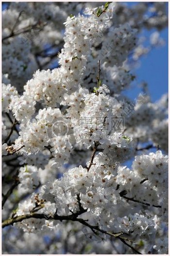 白色的樱花树