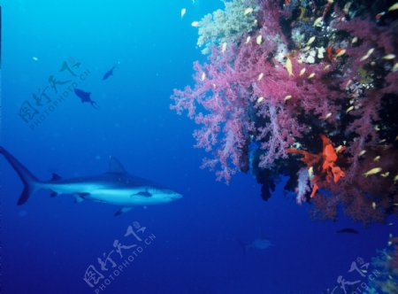 蓝色海底鲨鱼图片