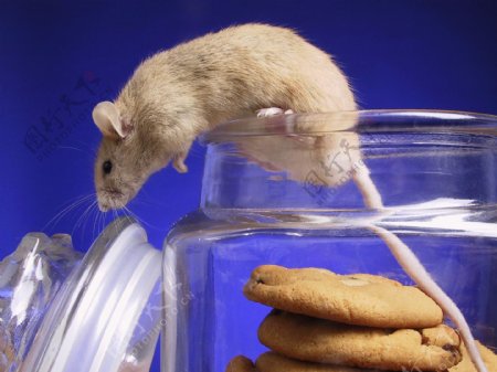 偷吃饼干的老鼠