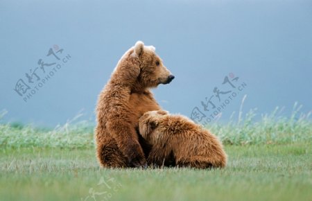 草地上的大熊小熊