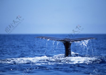鲸鱼海中鲸海洋动物
