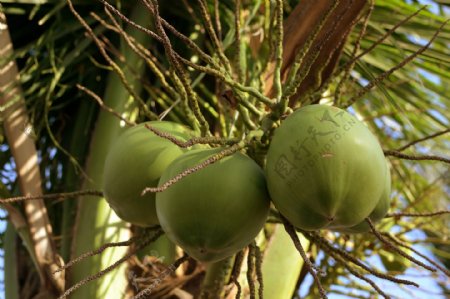 椰子水果