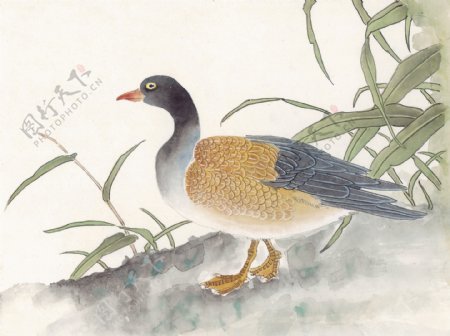 花鸟中国画21