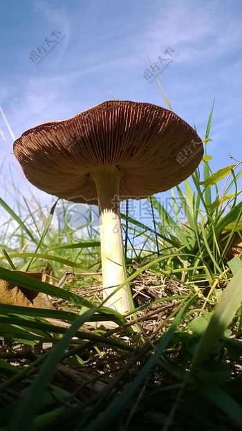 草丛中的一棵蘑菇