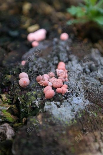 野外山间蘑菇