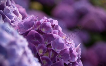 唯美紫色紫阳花图片