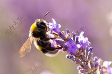 唯美采蜜蜜蜂图片