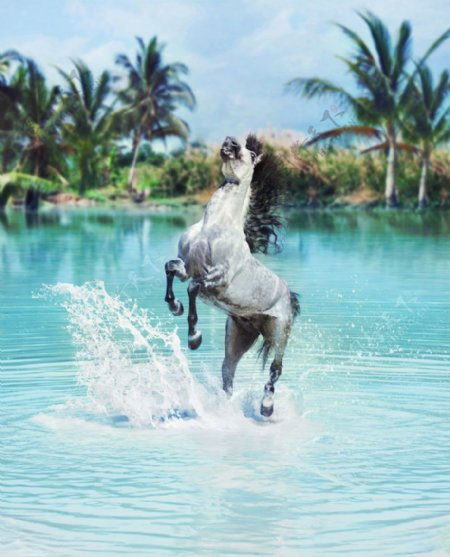 水里的骏马图片