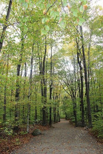 路径树自然秋户外森林