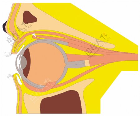 眼睛医用模型矢量素材EPS0073