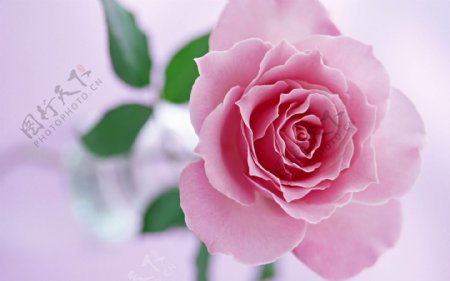 高清粉玫瑰花图片