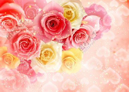 梦幻粉色玫瑰花图片