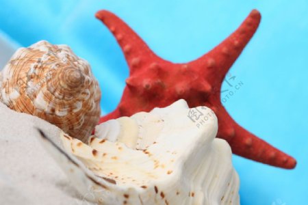 海螺与海星摄影图片