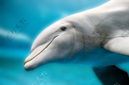 可爱的海豚动物高清图片9