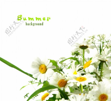 白色雏菊花背景图片