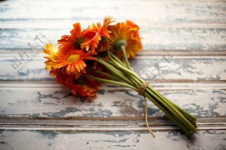 橘色菊花卉图片