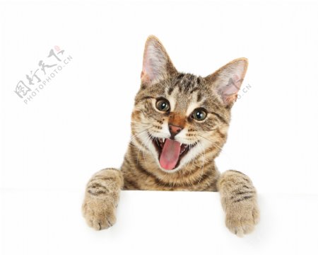 吐舌头的猫图片