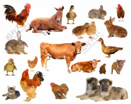 19种常见家畜家禽动物高清图片