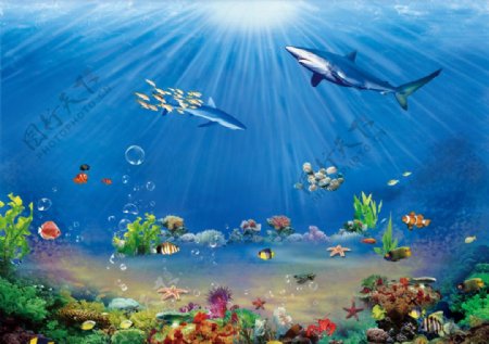 绚丽海洋海底世界