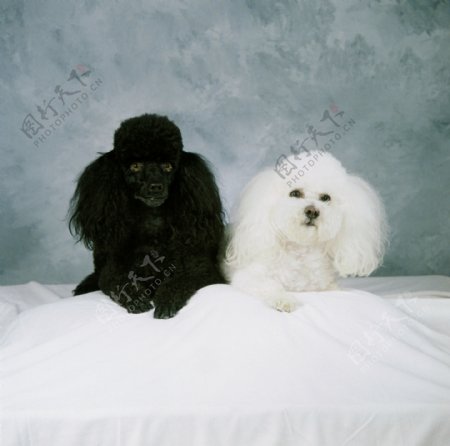 黑色和白色小狗