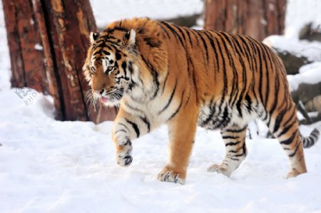 雪地里行走的老虎