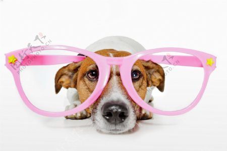 戴着粉红眼镜框的小狗