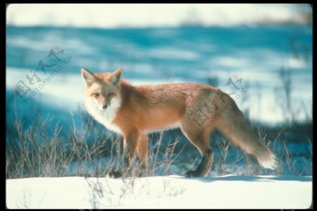 雪地里的狐狸摄影