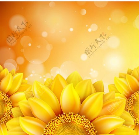 金黄色葵花