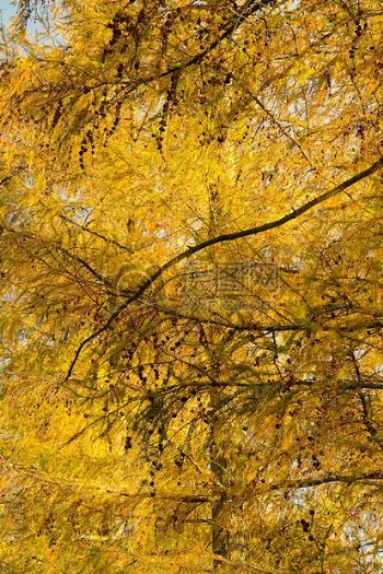 秋天的黄色松树