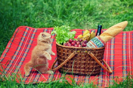 食物篮子与猫咪图片