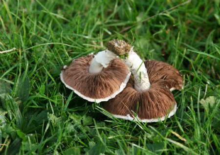 草地上的香菇高清图片下载