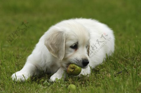 草地上吃水果的狗