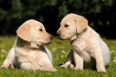 草地上的两只小狗图片