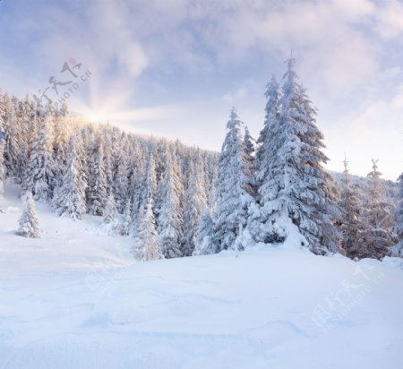 美丽冬天树林风景图片